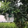 1pc Solar Power Wasp Trap Hanging; Outdoor Bee Trap With UV LED Light; Reusable Trapping Bucket For Insects